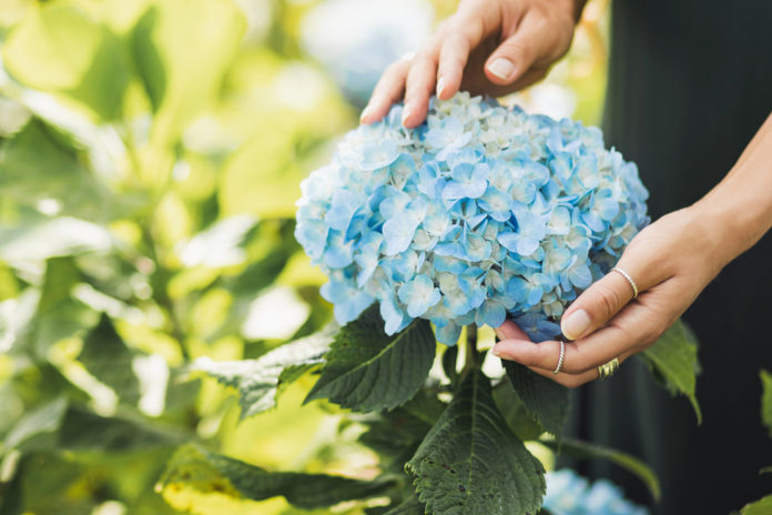 Die Hortensie ist schwach giftig